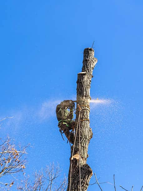 Jones Tree Work team