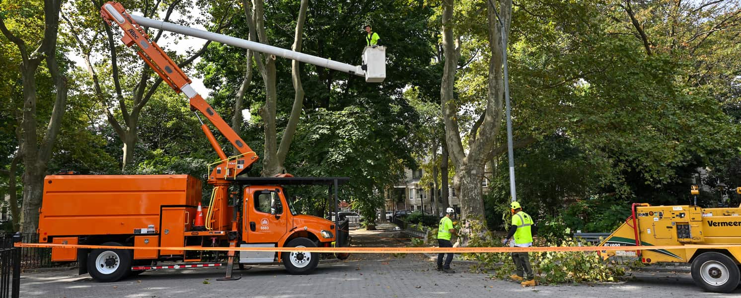 Stump Grinding and Removal