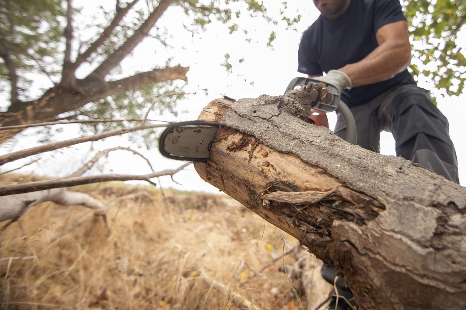 Tree Cabling